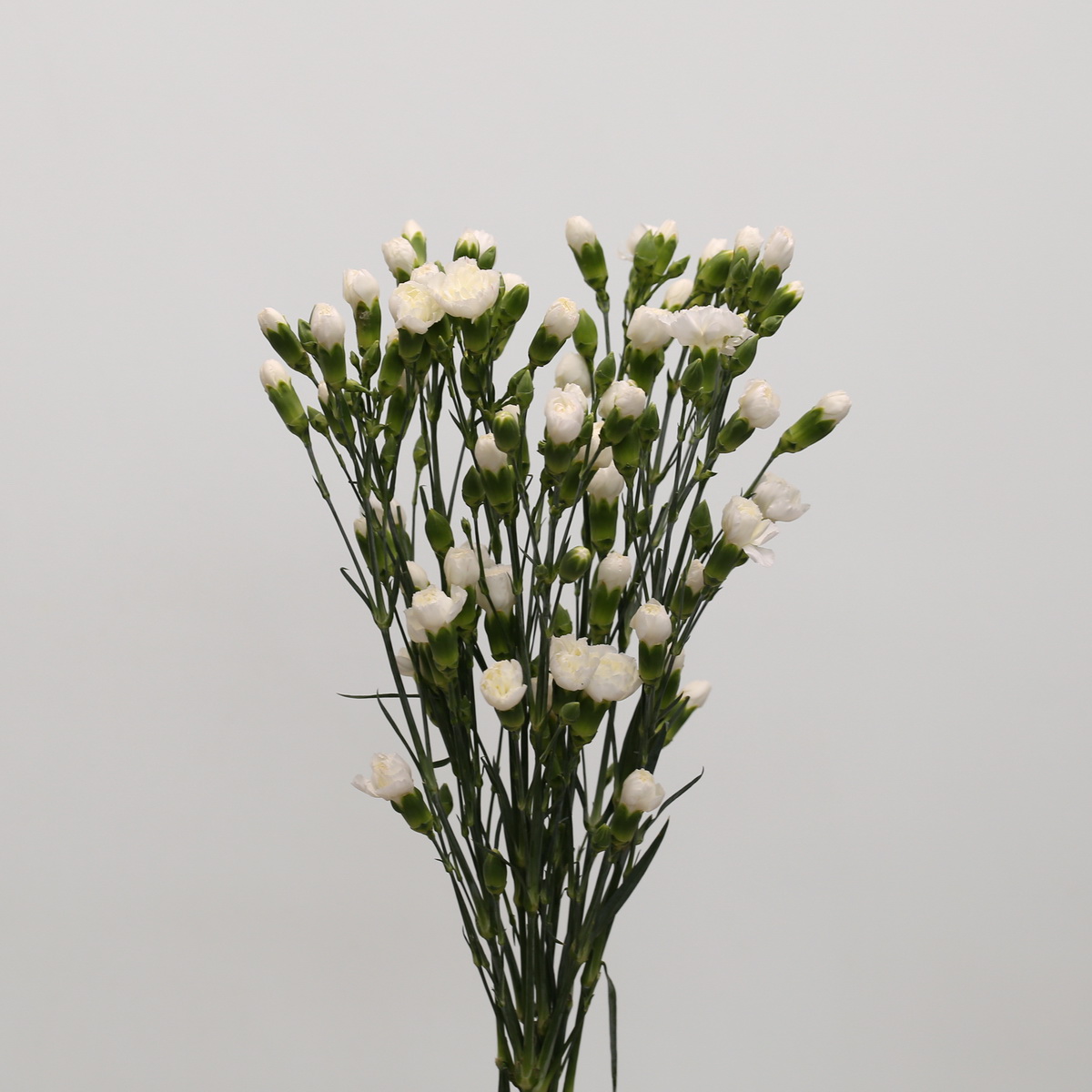 Assorted Mini Carnations