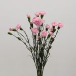 Assorted Mini Carnations