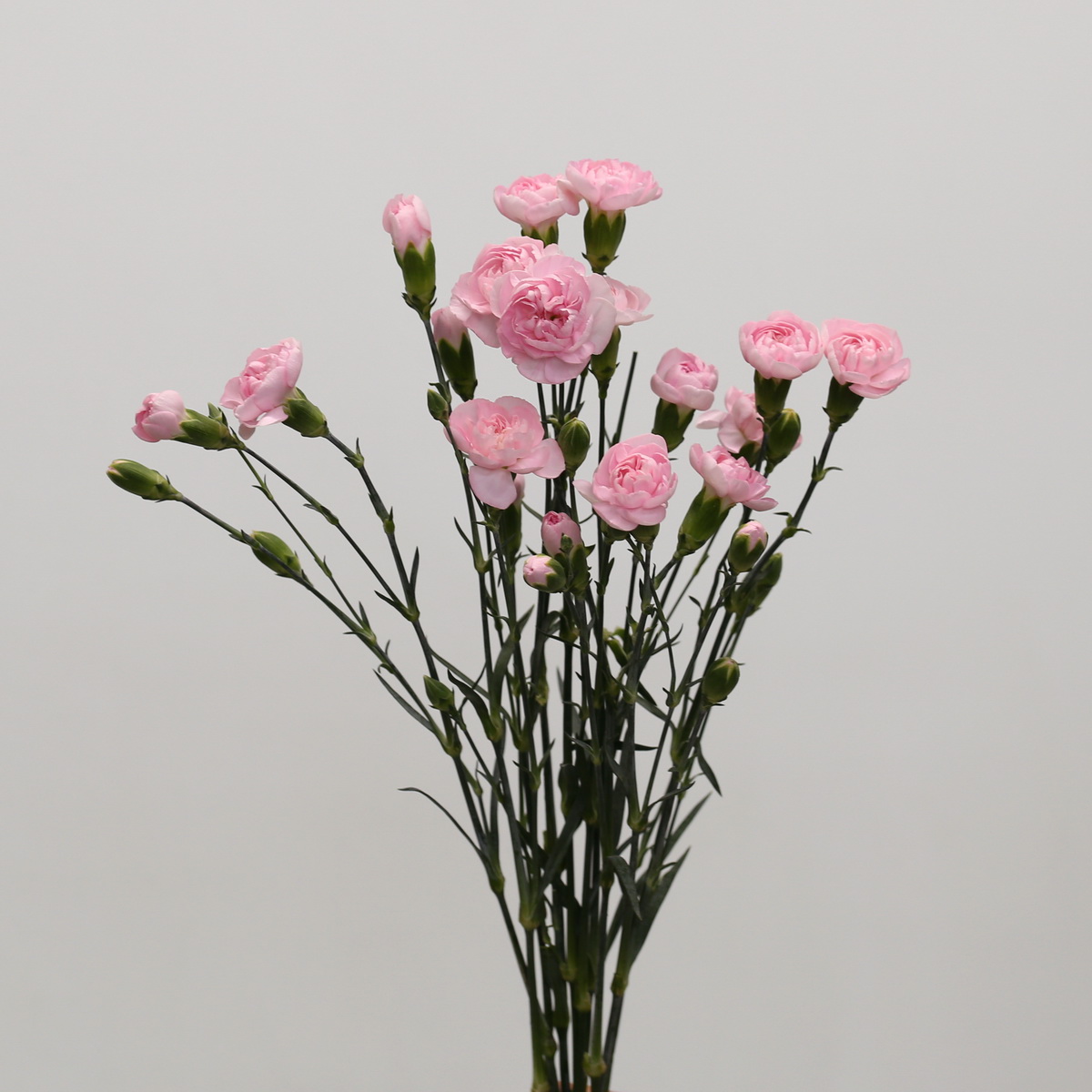 Assorted Mini Carnations