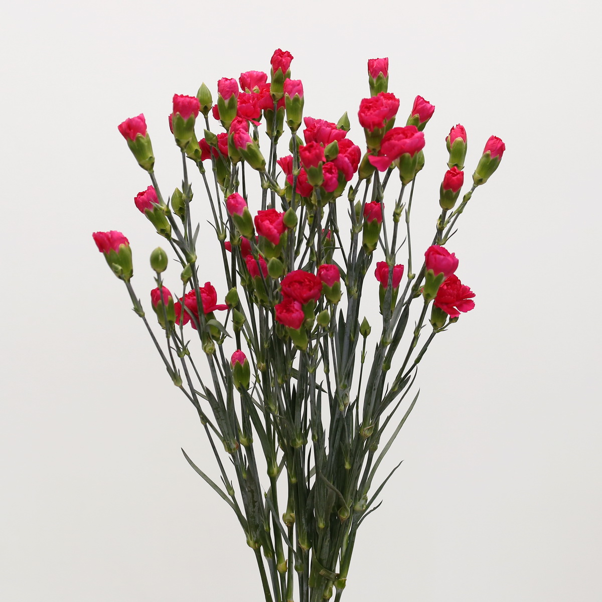 Assorted Mini Carnations