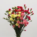 Assorted Mini Carnations
