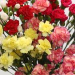 Assorted Mini Carnations