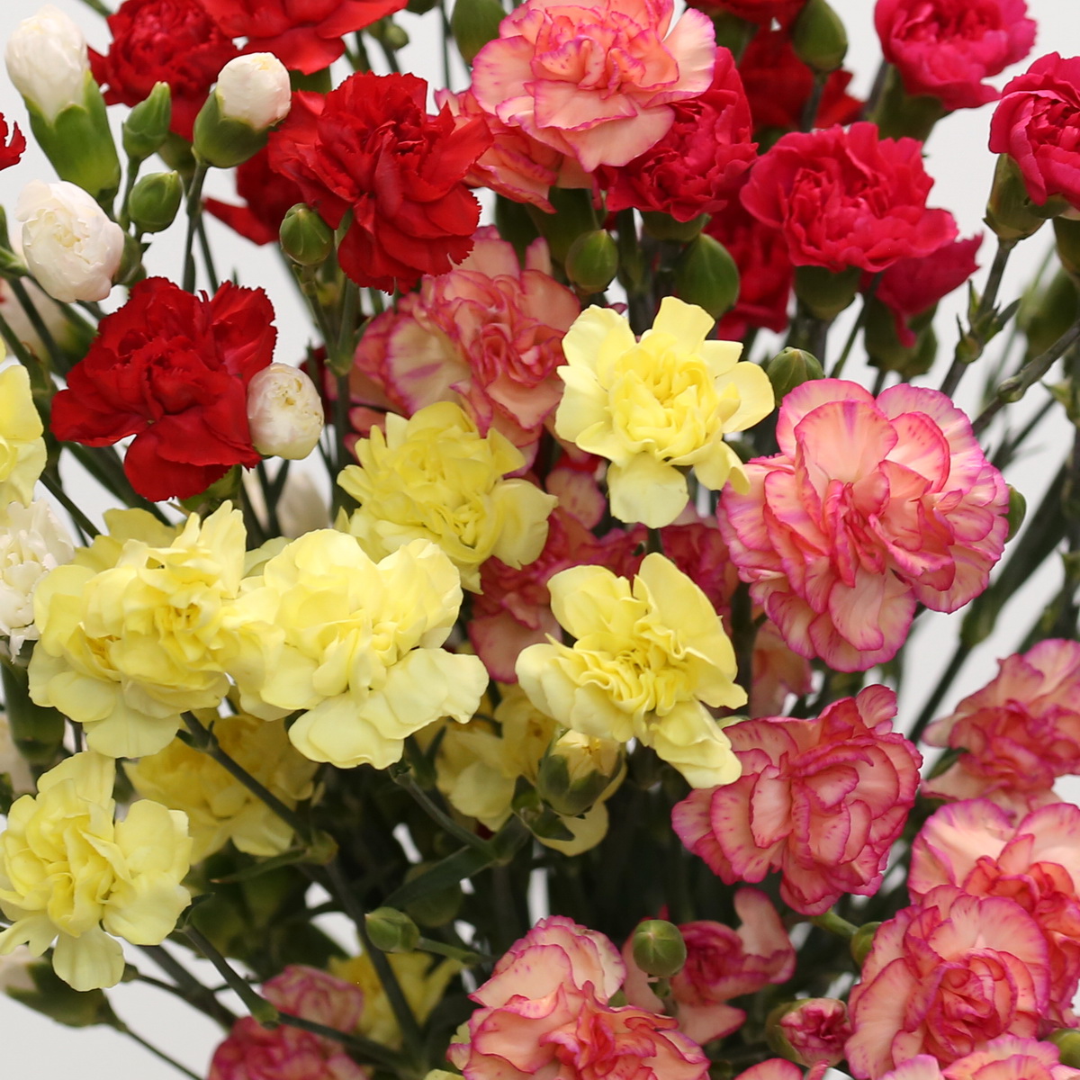 Assorted Mini Carnations – Bulk DIY Flowers
