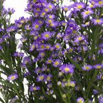 Mini Asters Mauve
