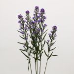 Mini Asters Mauve