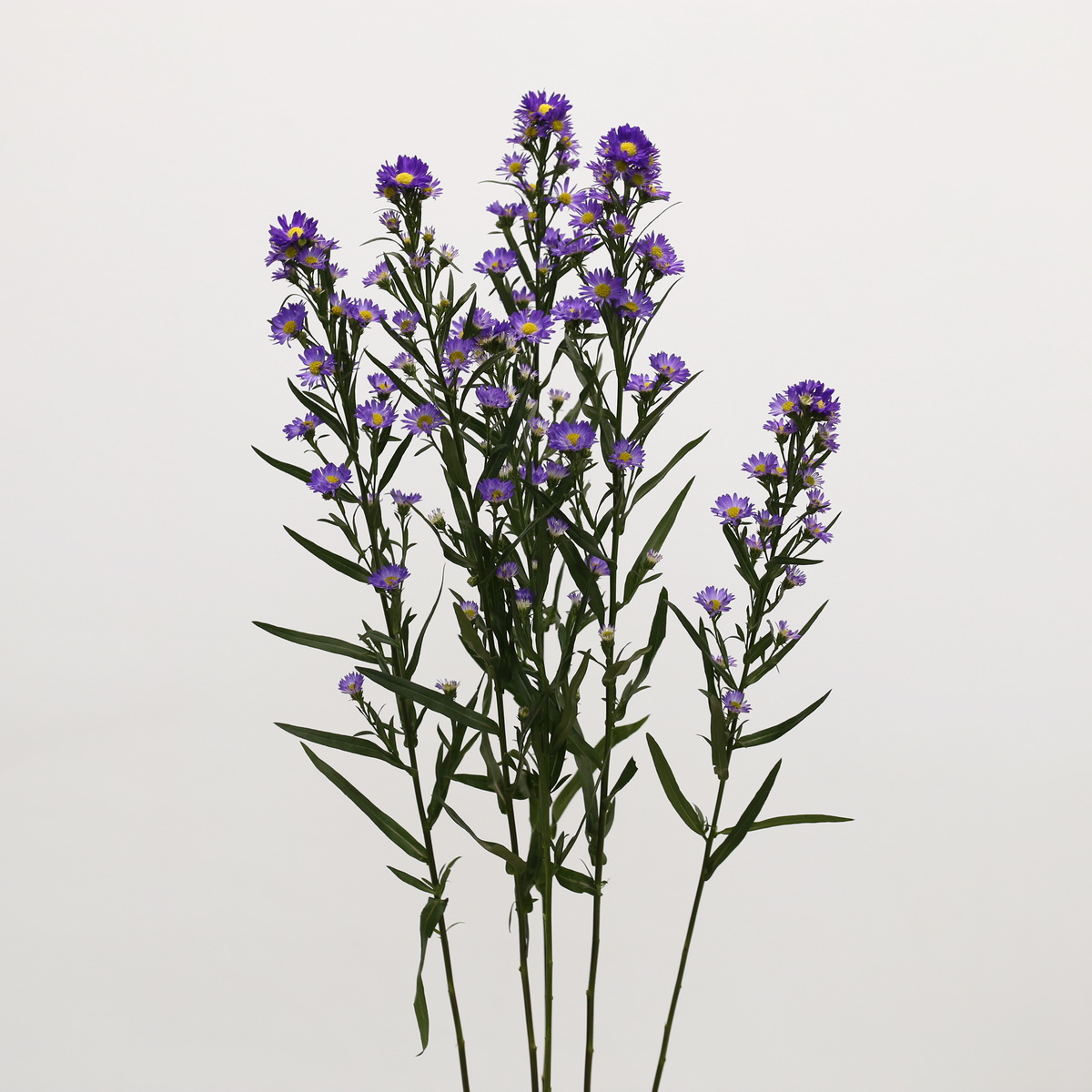 Mini Asters Mauve