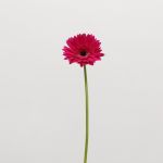 Gerbera Arcade (Bulk DIY)