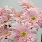 Gerbera Big Pink (Bulk DIY)