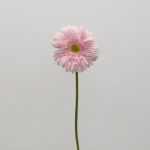Gerbera Big Pink (Bulk DIY)