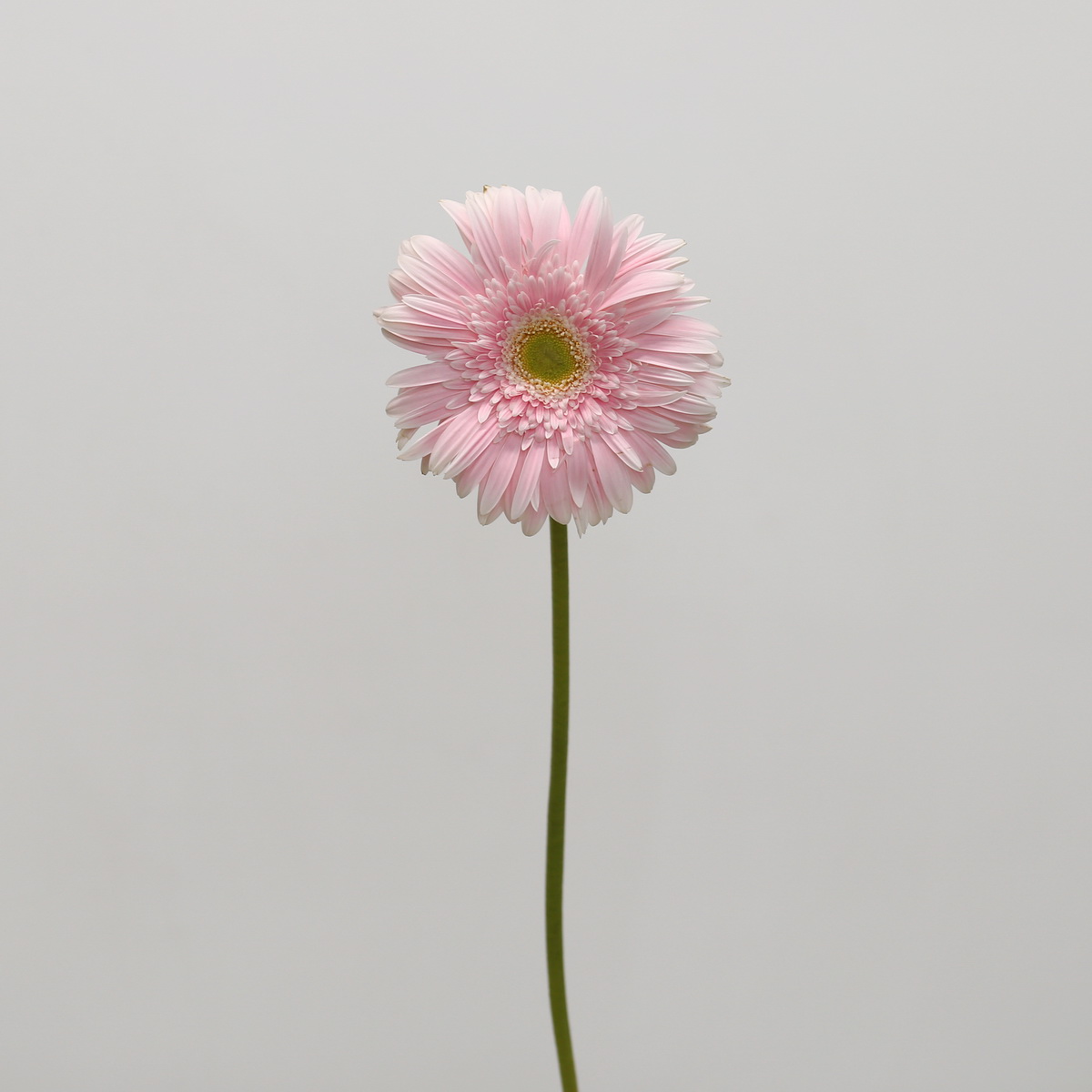 Gerbera Big Pink (Bulk DIY)
