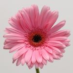 Gerbera Pre-Intenzz (Bulk DIY)