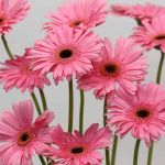 Gerbera Pre-Intenzz (Bulk DIY)