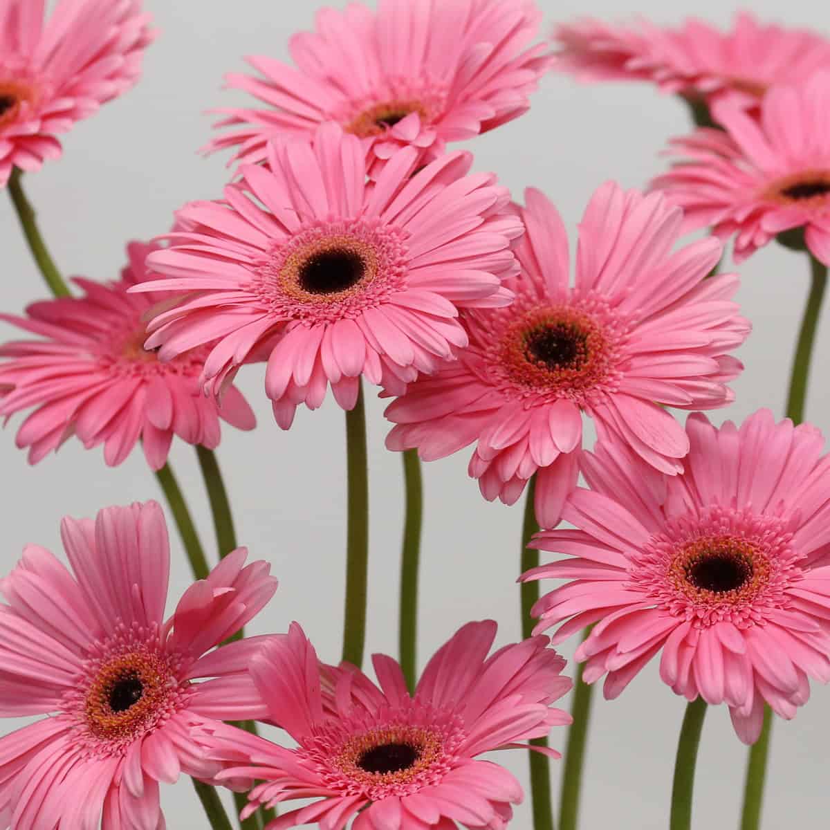Gerbera Pre-Intenzz (Bulk DIY)