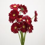 Gerbera Irene (Bulk DIY)
