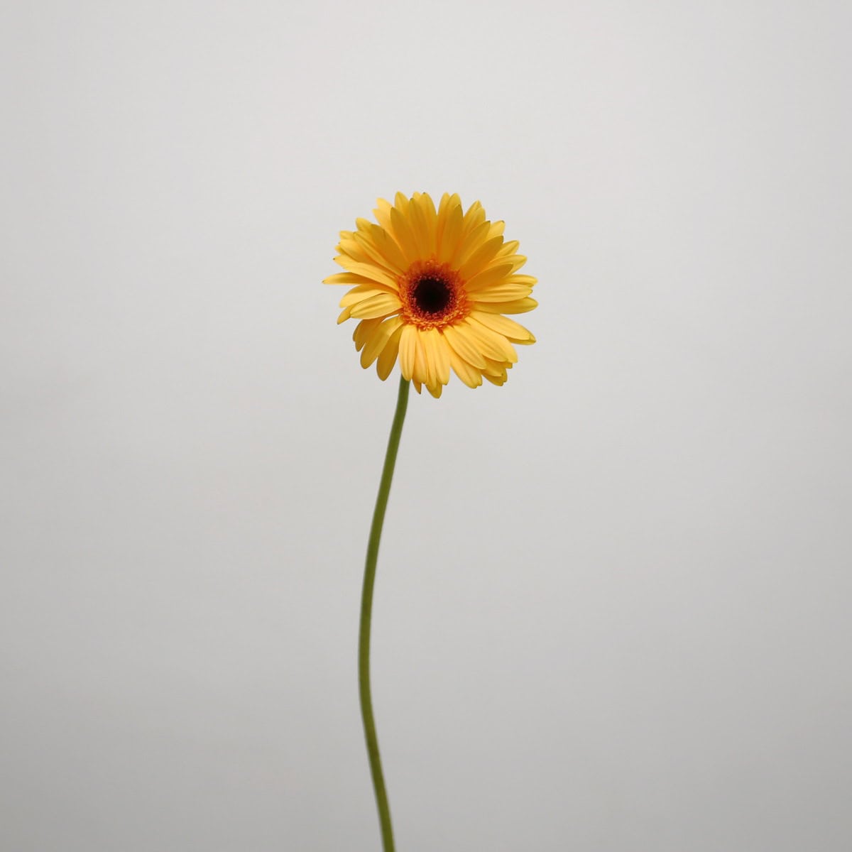 Gerbera Jetset (Bulk DIY)