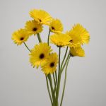 Gerbera Tess (Bulk DIY)