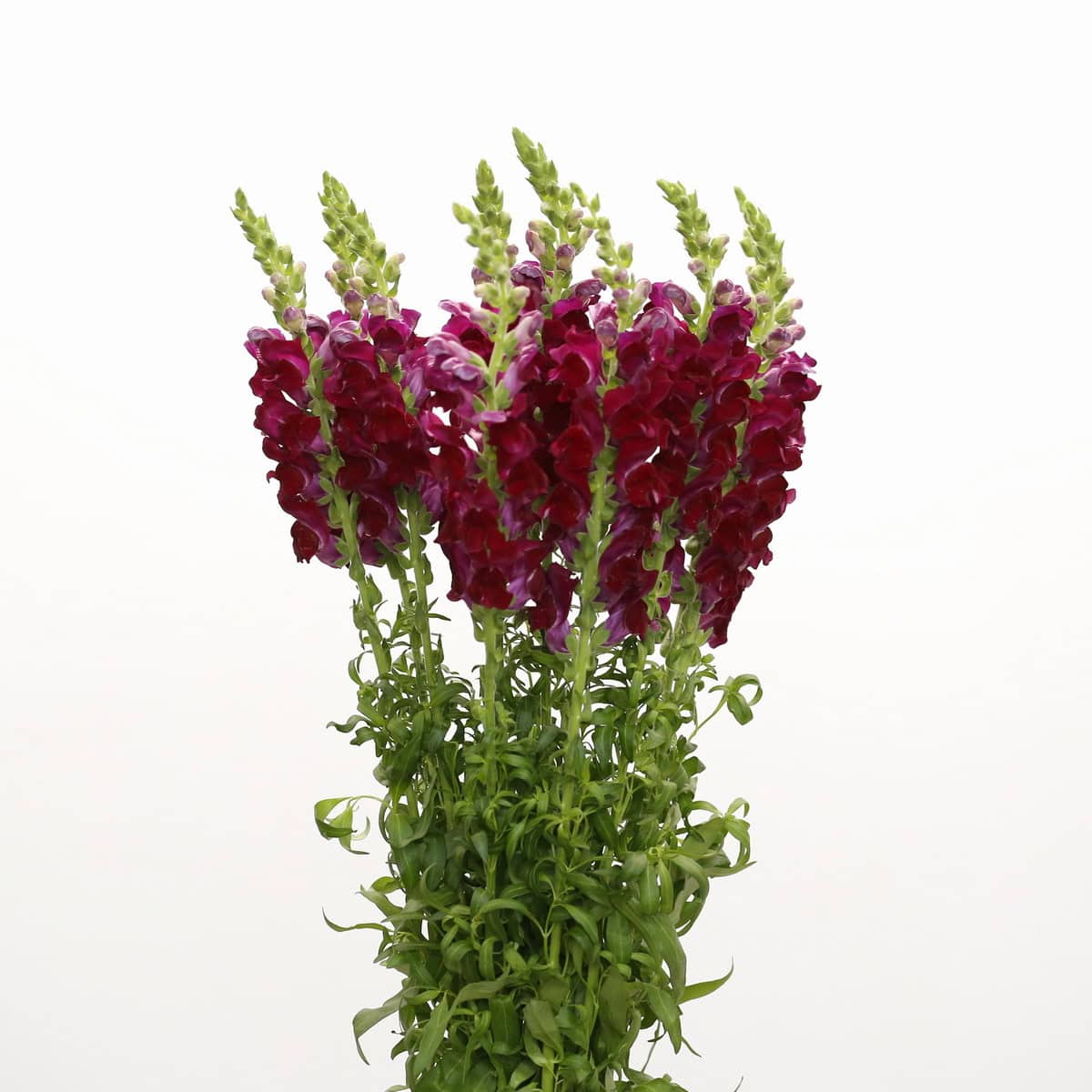 Bunch of burgundy snapdragons with tall stems and deep wine colored blooms