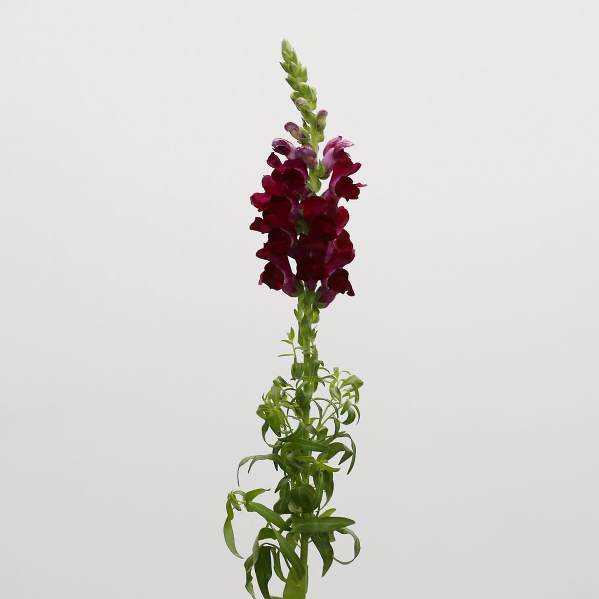 Burgundy Snapdragon