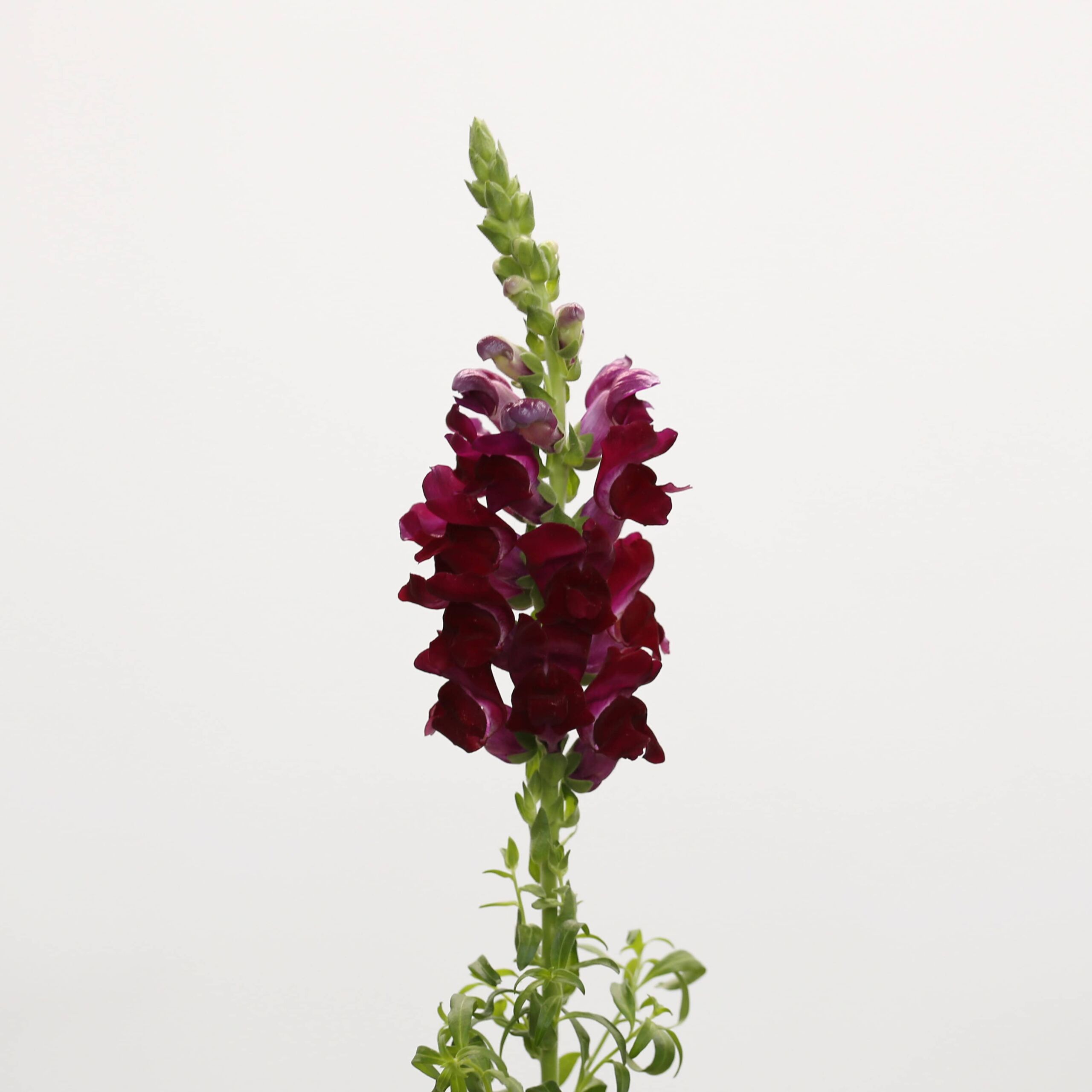 Burgundy Snapdragon