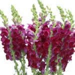 Burgundy Snapdragon