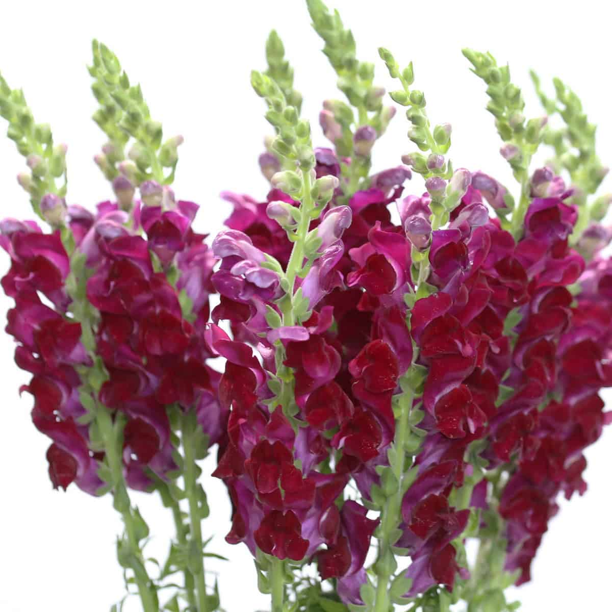 Close up of burgundy snapdragon flowers with rich wine tones