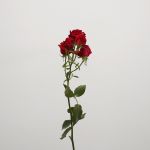 Roses en grappe Scarlet Mimi en vrac