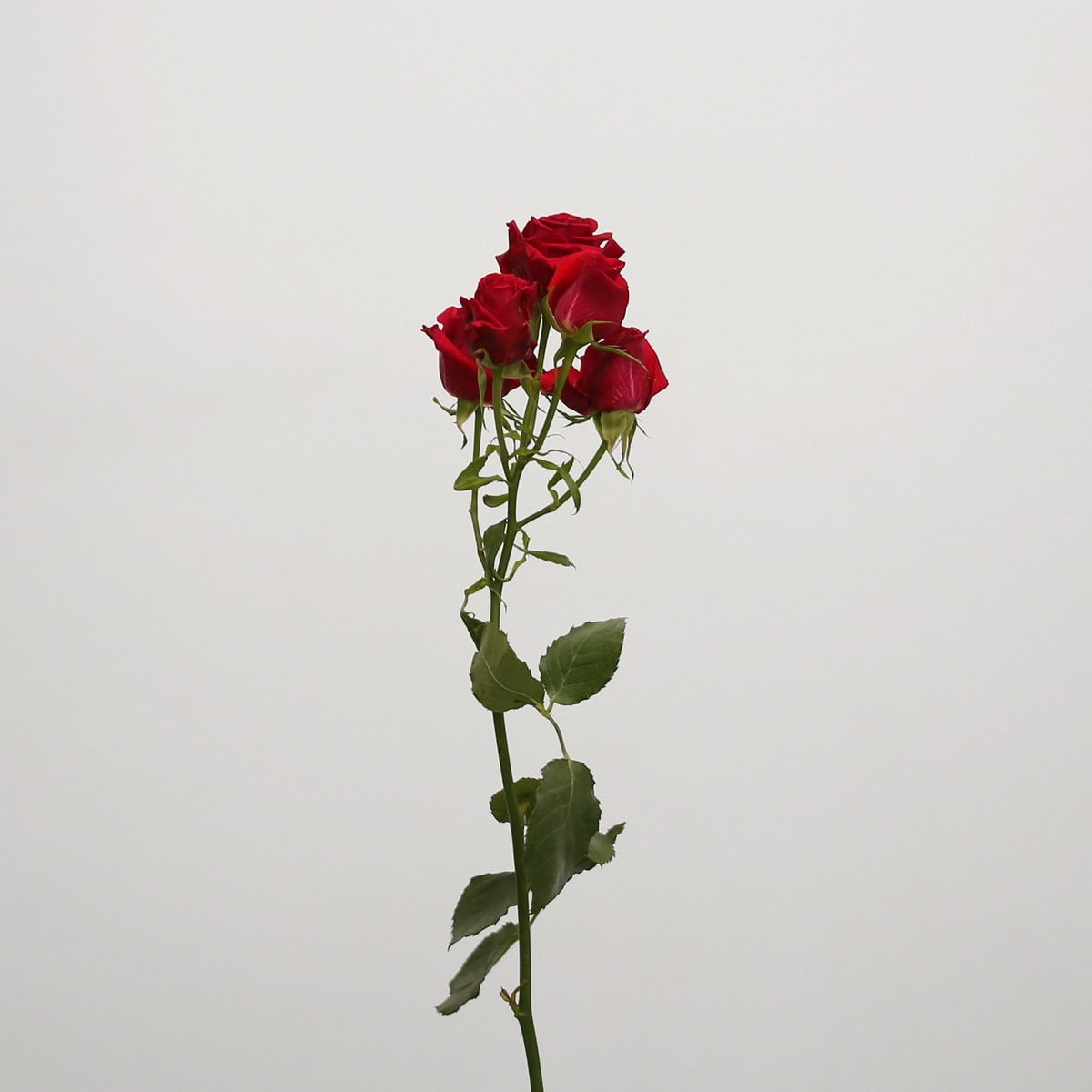 Roses en grappe Scarlet Mimi en vrac