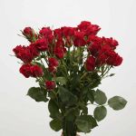 Roses en grappe Scarlet Mimi en vrac