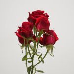 Roses en grappe Scarlet Mimi en vrac