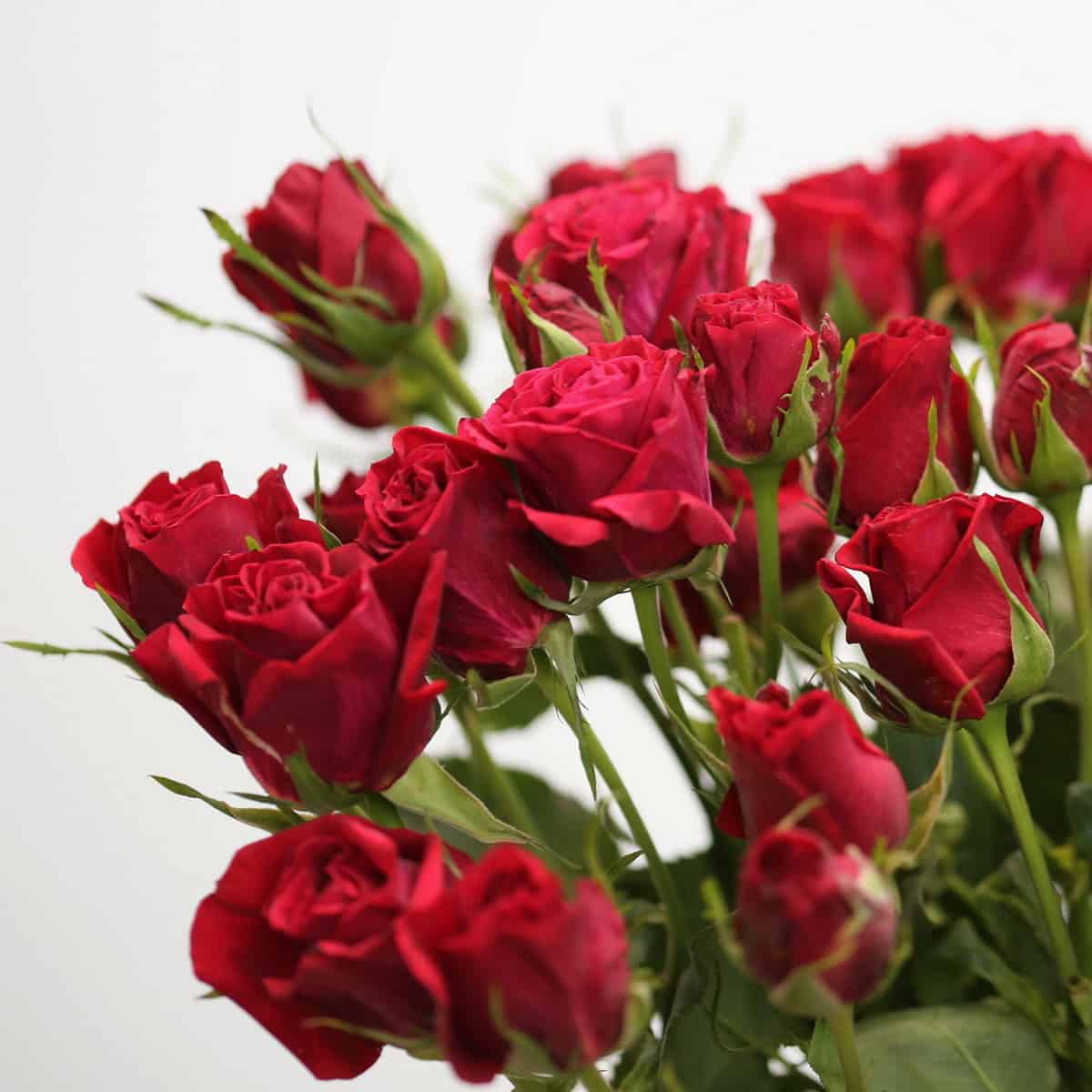 Roses en grappe Scarlet Mimi en vrac