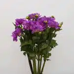 Dahlia Lavande - en vrac