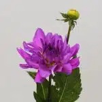 Dahlia Lavande - en vrac
