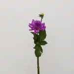 Dahlia Lavande - en vrac