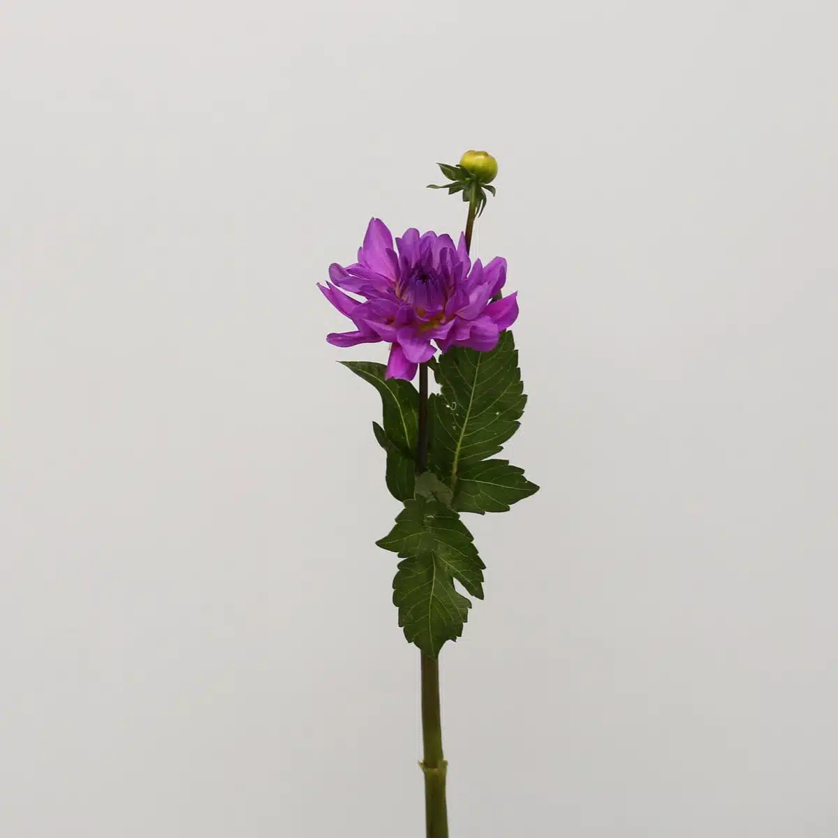 Dahlia Lavande - en vrac