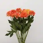 Orange Dahlia (Bulk DIY)