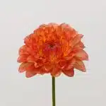 Orange Dahlia (Bulk DIY)