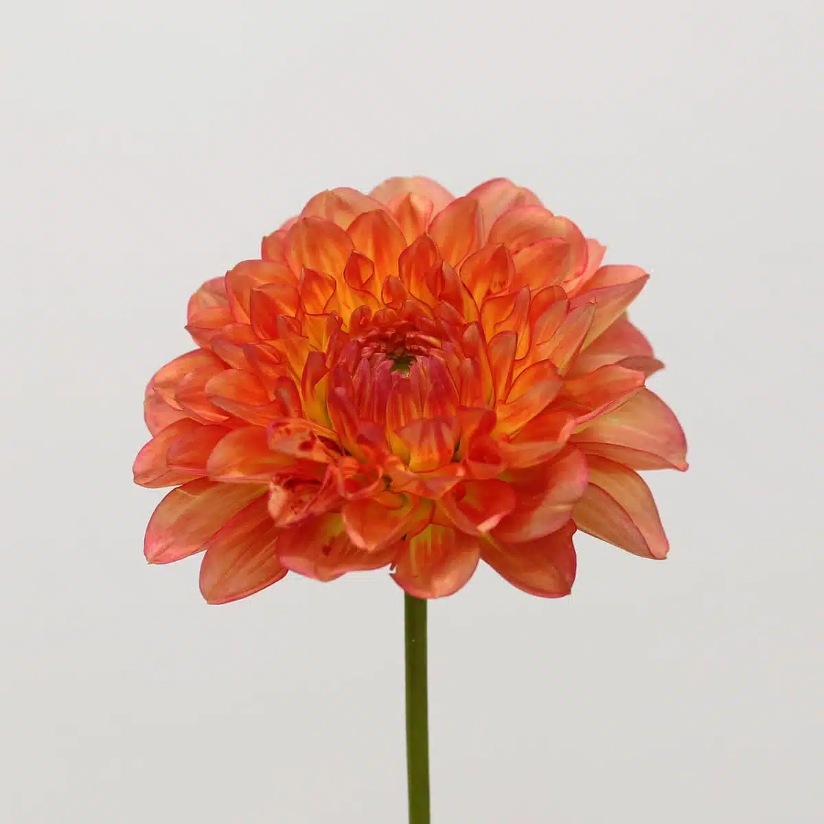 Orange Dahlia (Bulk DIY)