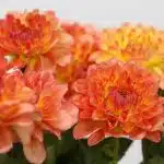 Orange Dahlia (Bulk DIY)