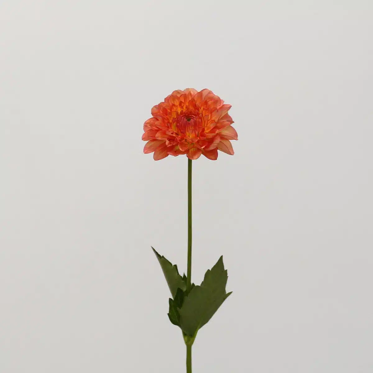 Orange Dahlia (Bulk DIY)