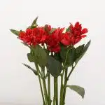 Dahlia Rouge - en vrac