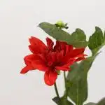 Dahlia Rouge - en vrac