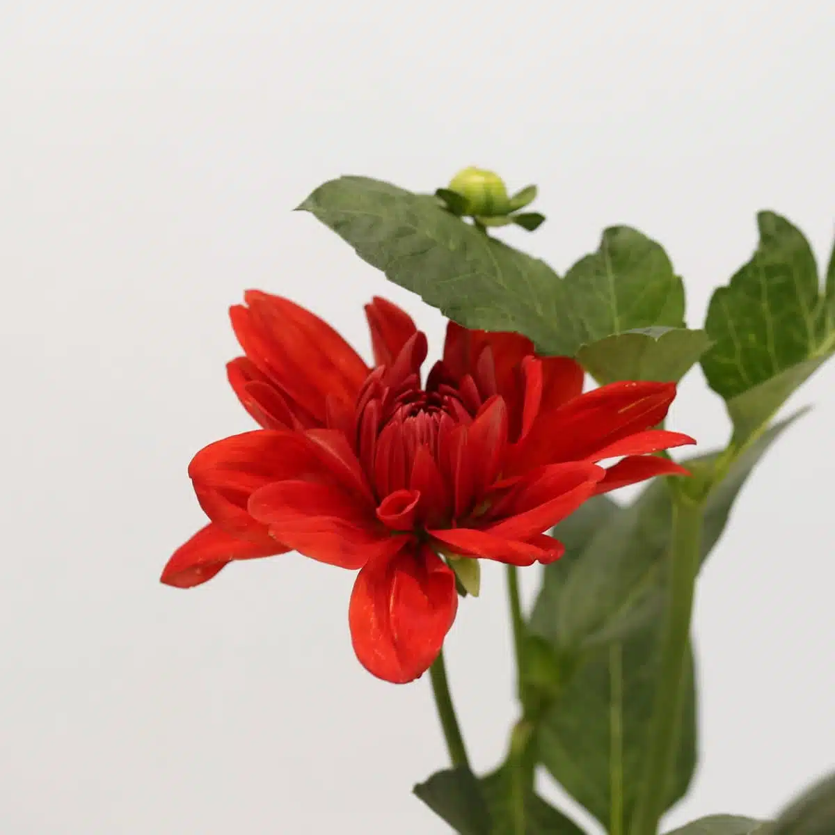 Dahlia Rouge - en vrac