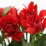 Dahlia Rouge - en vrac