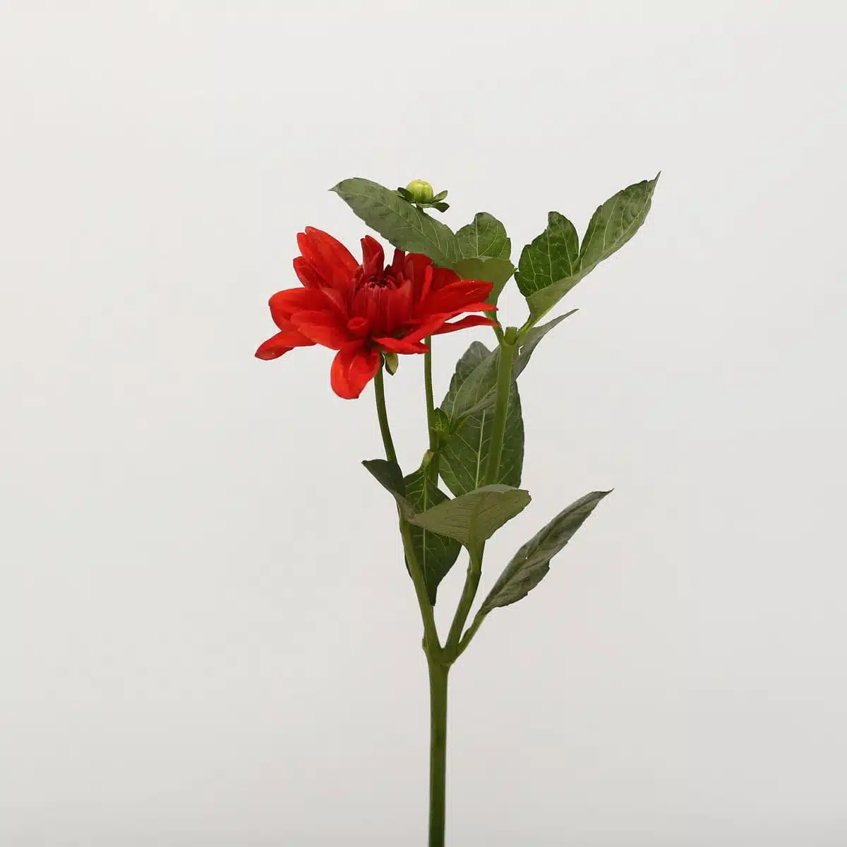 Red Dahlia | Local Seasonal Flowers Montreal