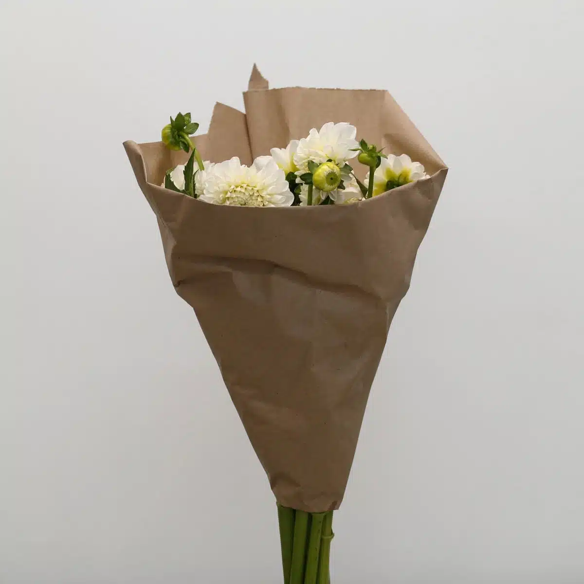 White Dahlia (Bulk DIY)