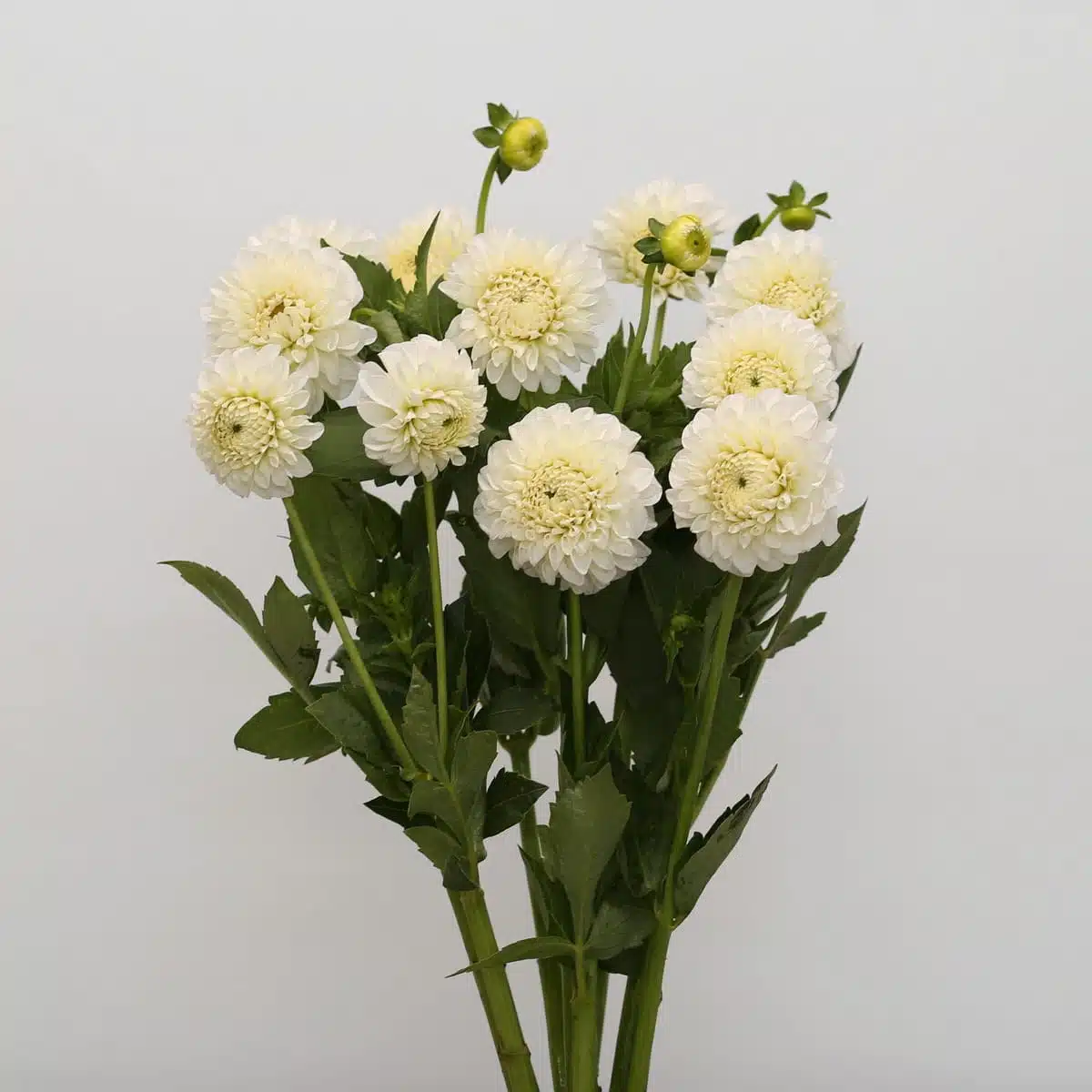 White Dahlia | Local Seasonal Flowers Montreal