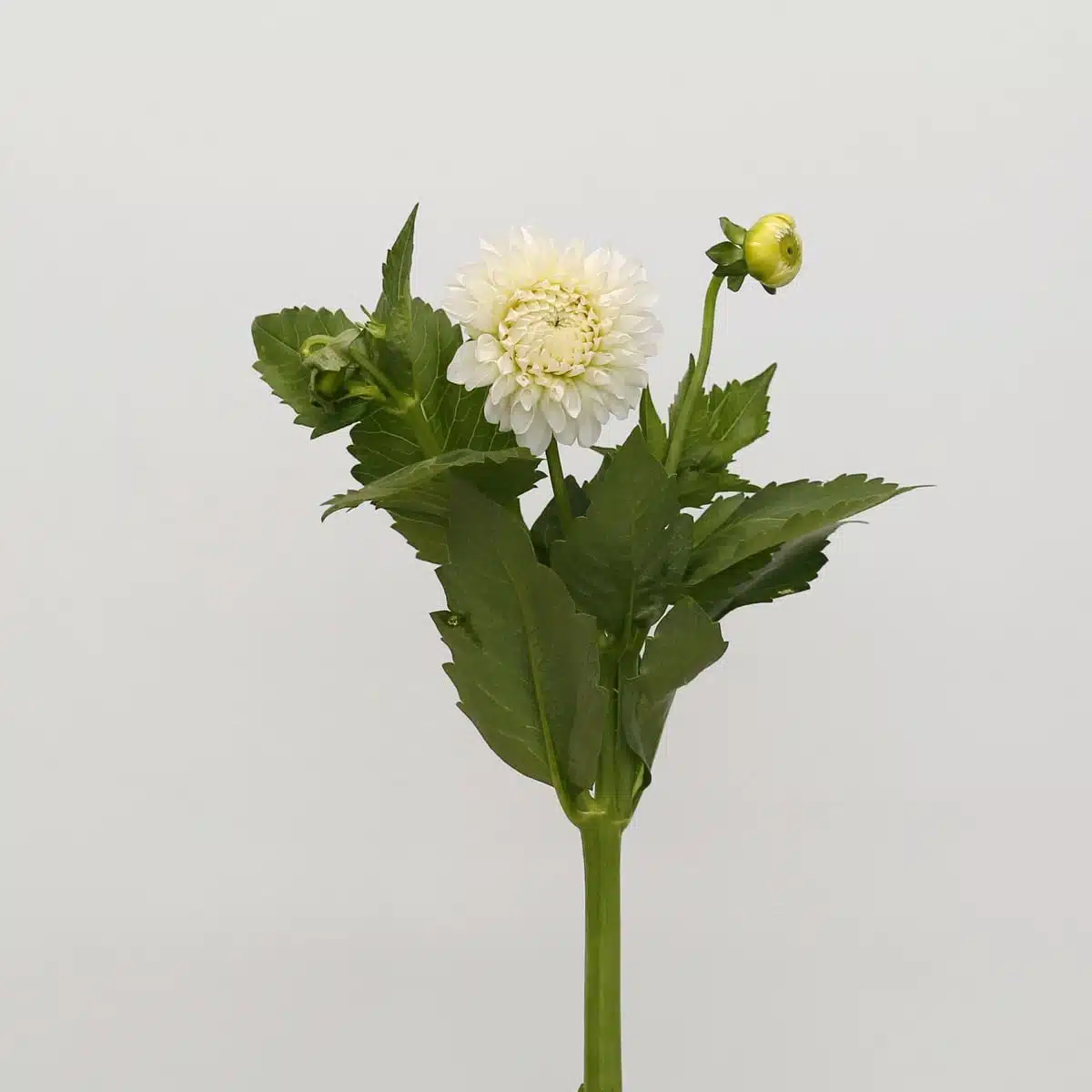 White Dahlia (Bulk DIY)