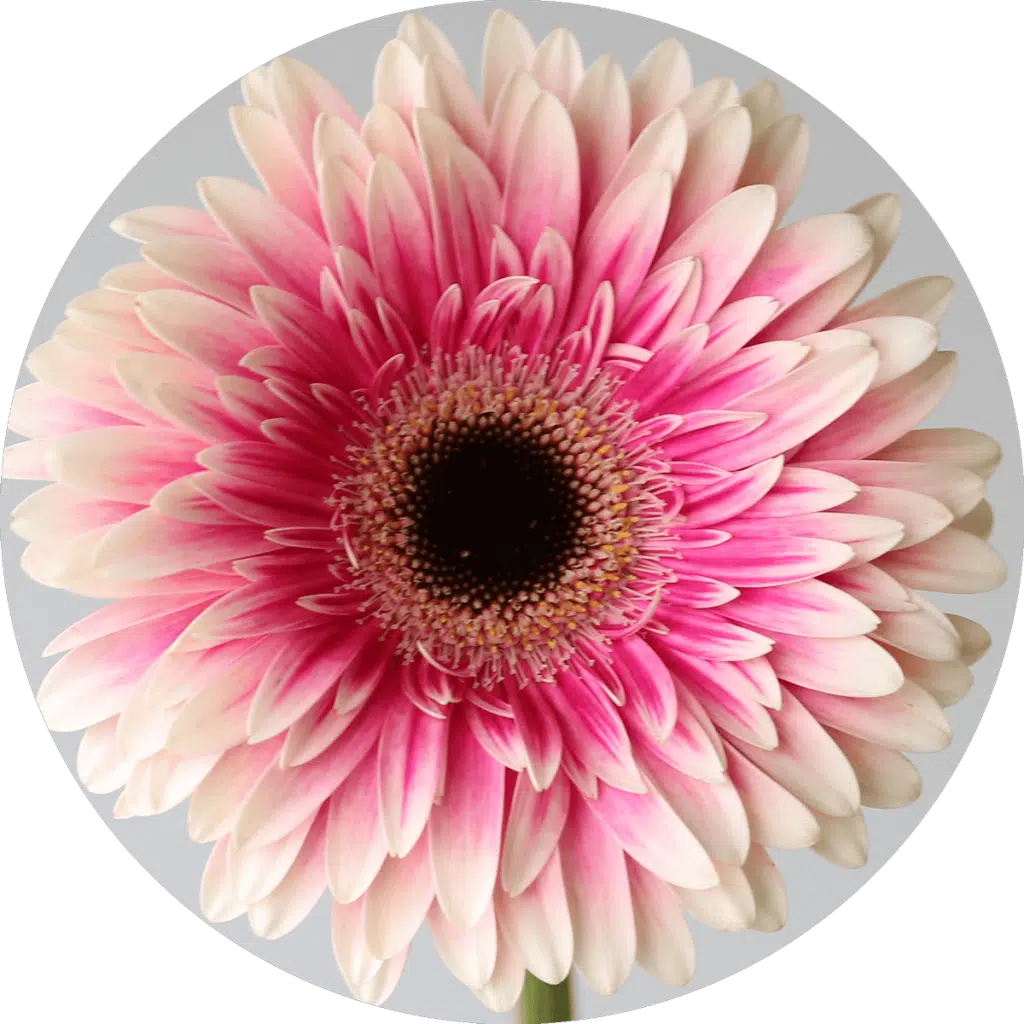 Icon of Gerbera Prelude