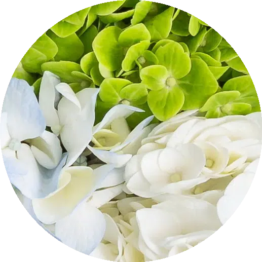 Hydrangeas Icon