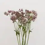 Astrantia Pink Star of Africa